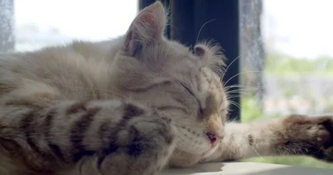 White cat sleeps on a window in the rays of sunlight.Cat sleeps on the window. Stock Footage 242937680