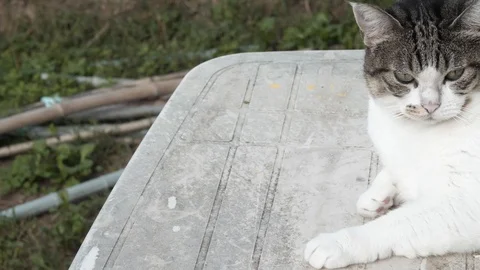 White cat slide camera slowmotion 4k on the table in the garden Stock Footage 96197358