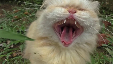 White cat in slomotion Video stock 102943493