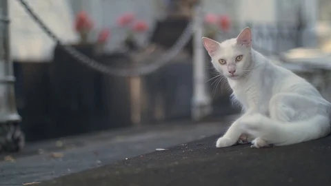 White cat in slow motion 2 Video stock 128072589