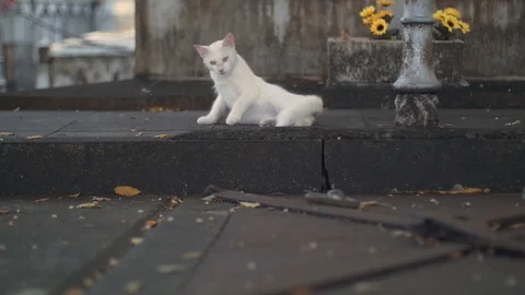 White cat in slow motion 3 動画素材 128072599