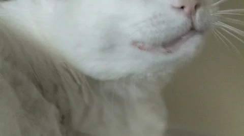 White cat in slow motion 動画素材 587905