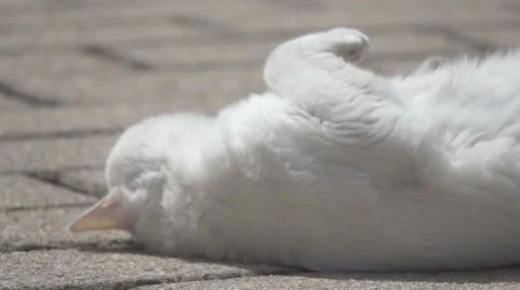 White Cat, Slow Motion Stock Footage 64384786