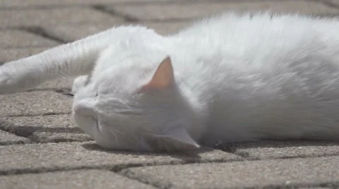 White Cat, Slow Motion Stock Footage 64389879
