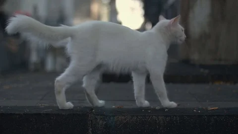 White cat in slow motion 動画素材 128072552