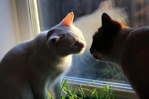 White Cat Smelling young sprouts of spring seedlings with dew drops Stock Photos