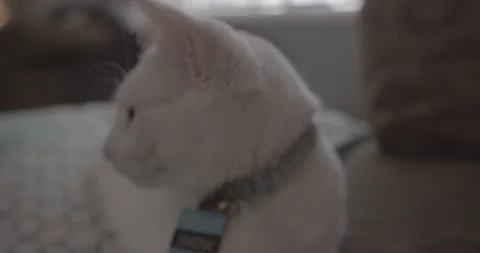 White Cat Sniffs Camera Stock Footage