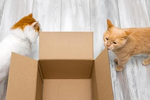 White cat sniffs an empty cardboard box. Stock Photos