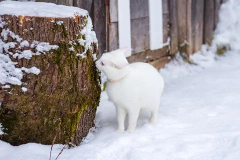 White cat sniffs a log on snow Stock Photos