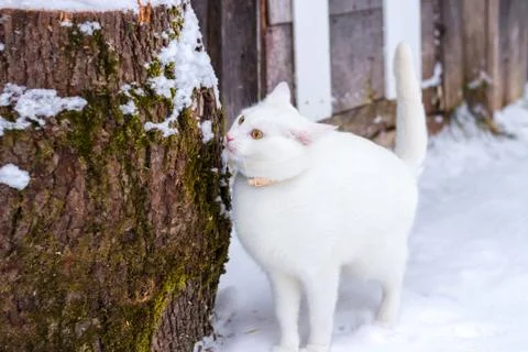 White cat sniffs a log on snow Foto stock