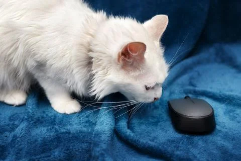 White cat sniffs a mouse from computer Stock Photos