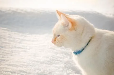 White cat in snow Stock Photos