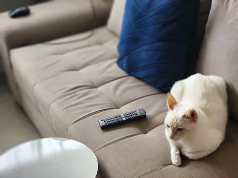 White Cat on Sofa with Coffee Table and Blue Cushion Foto stock
