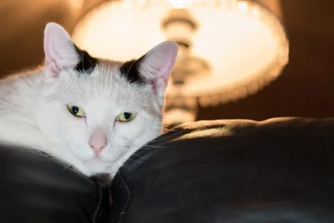 White cat on sofa Stock Photos