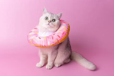 A white cat in a soft protective collar made of fabric, in the form of a pink Stock Photos