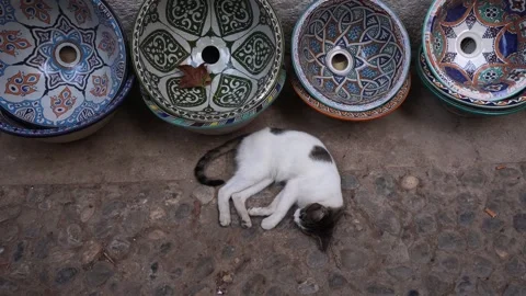 A white cat with spots of different colors lying on a stone floor near Stock Footage 323342417