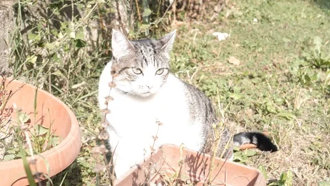 White cat stand slow motion 4k in the garden sunny day cute pet curiose Stock Footage 96192966