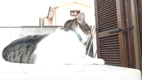 White cat stand slow motion 4k in the garden sunny day cute pet curiose Stock Footage 96291329