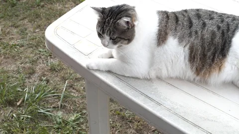 White cat stand slowmotion 4k on the table in the garden Stock Footage 96203243