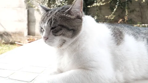 White cat stand slowmotion 4k Stock Footage 96206027