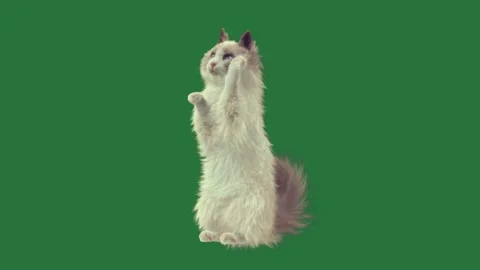 A white cat standing on green screen and sitting its hind against top of hinds Stock-Footage 335993870