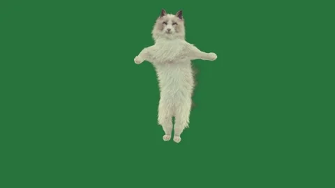 White cat standing on its hinds and dog jumping in the air is fluffy dancing... Stock Footage 335979308