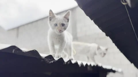 White Cat Standing on Rooftop Looking Into Distance Stock Footage 334900760