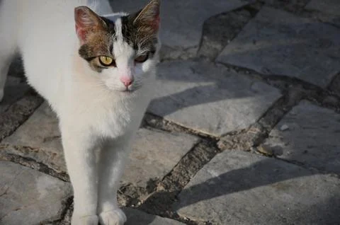 White cat standing in sunlight with shadow on stone pavement Stock Photos