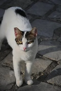 White cat standing in sunlight with shadow on stone pavement Stock Photos
