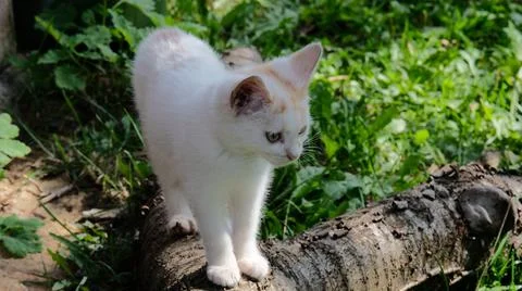 White cat standing on a tree trunk lying on the ground Stock Photos