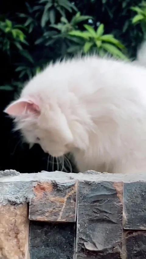 White Cat Standing on a Wall in a Garden Stock Footage 338255328