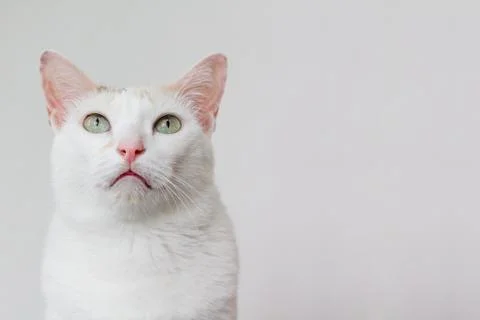 The white cat stared at something above. Stock Photos