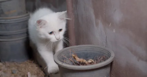 The white cat stared at something and it jumped towards it.Cute white cat. Stock Footage 289558239