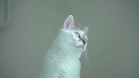 The white cat stares out the window while his ear turns listening to noises Stock Footage