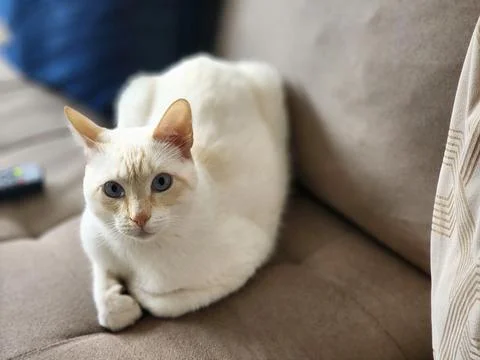 White Cat Staring at Camera on Couch Foto stock