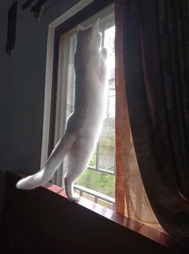 White cat staring through the window Foto stock