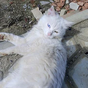 White cat on the steps Photos