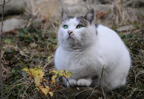 White cat on the stone Stock Photos
