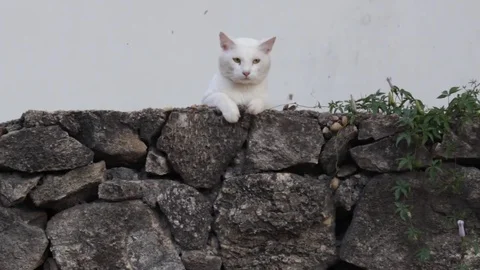 White Cat On Stone Wall White Background 스톡 동영상 71468427