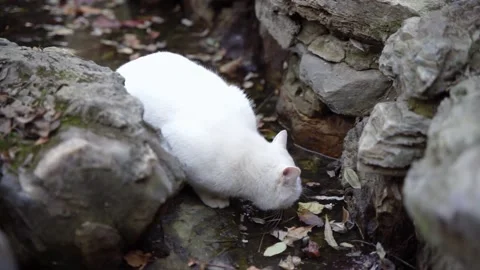 White cat, stray cat, drinking water by the drain Stock Footage 166554347