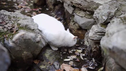 White cat, stray cat, drinking water by the drain Stock Footage 166554484