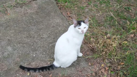 White cat on street Stock Footage 168760053