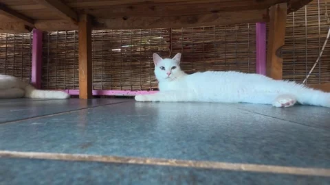 White cat stretching and lying down in a relaxed indoor setting with wooden Stock Footage 341976066