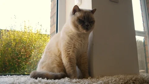 White Cat Stretching Video stock 105624817