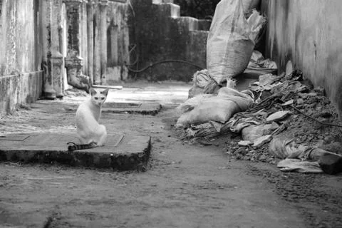 A white cat with a striped tail and spot on the head sits among the ruins in  Stock Photos