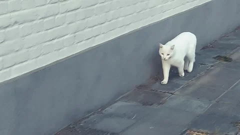 White cat strolls along the wall of a house in a quiet neighborhood on a su.. Stock Footage 310715238