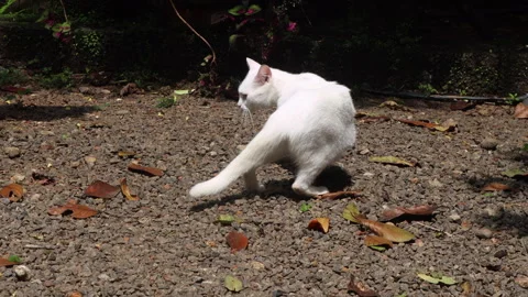 White Cat Sunbathing and Changing Positions Outdoors Stock Footage 277674618