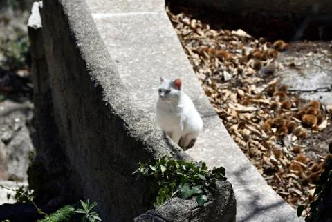 White cat sunbathing Stock Photos