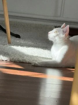 White cat sunbathing Stock Photos