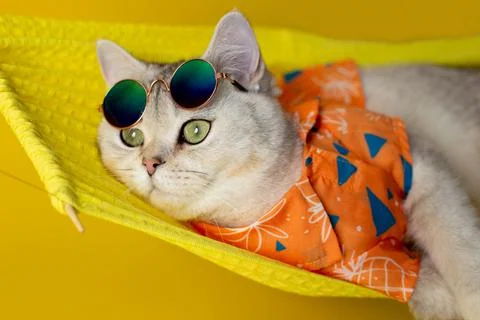 A white cat in sunglasses on its forehead and an shirt lies on a hammock Stock Photos
